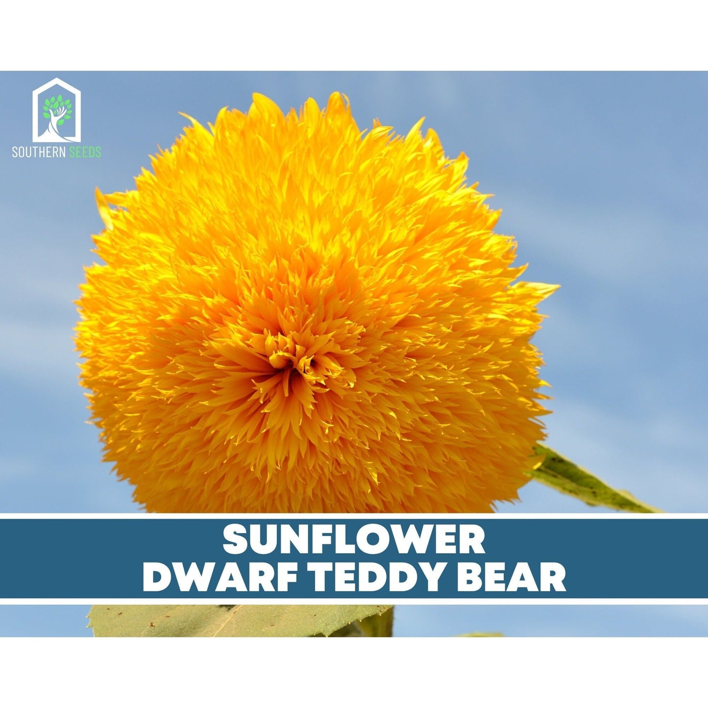 Sunflower Seed Collection – 6 Varieties - - Seeds