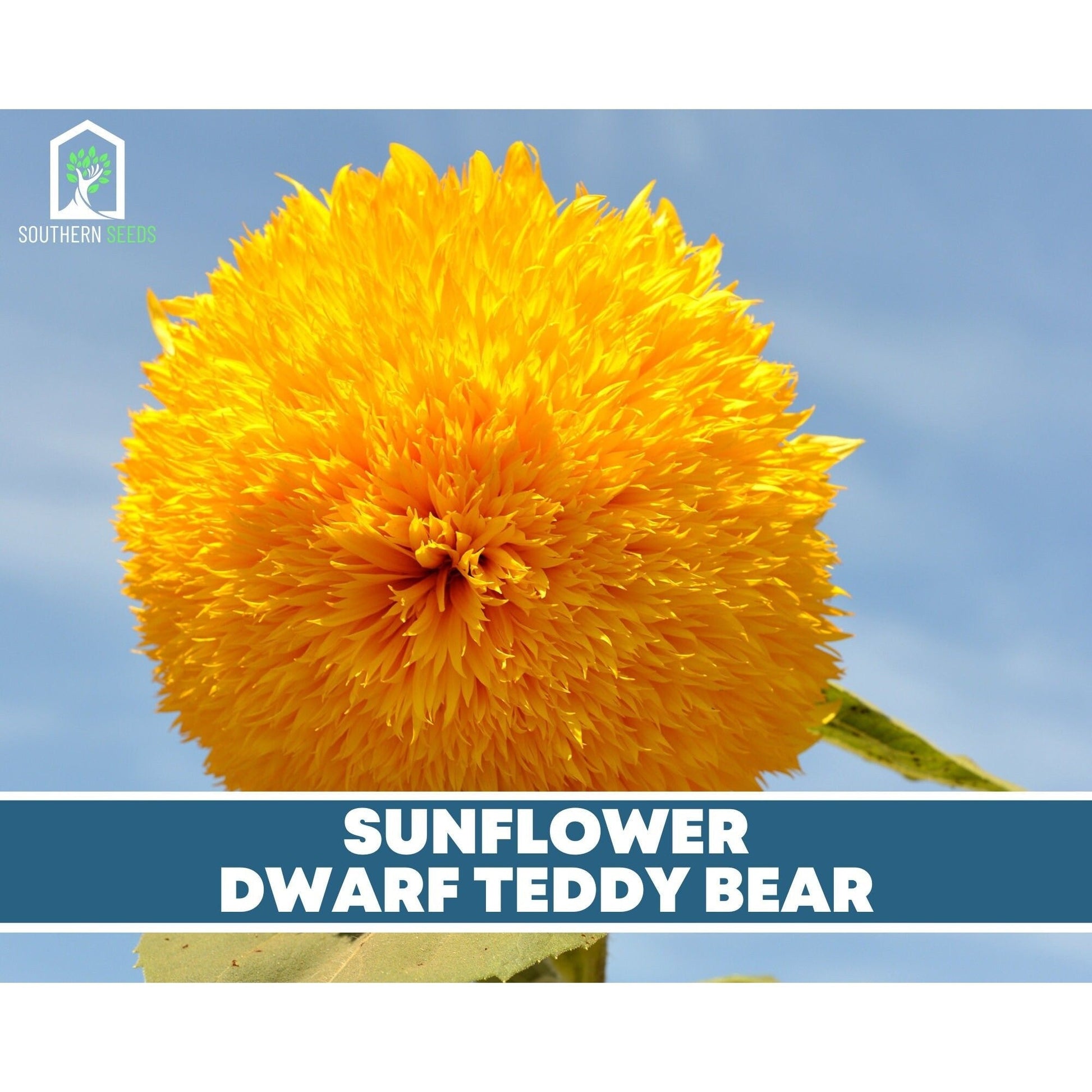 Sunflower Seed Collection – 6 Varieties - - Seeds