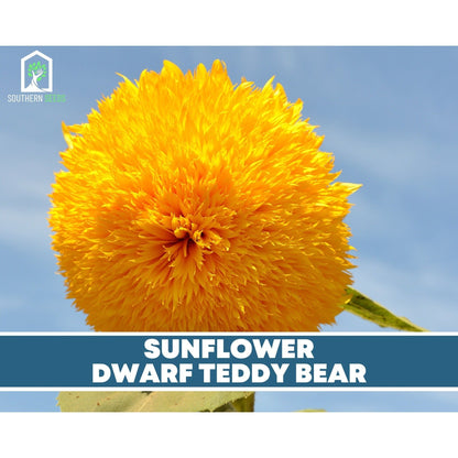 Sunflower Seed Collection – 6 Varieties - - Seeds