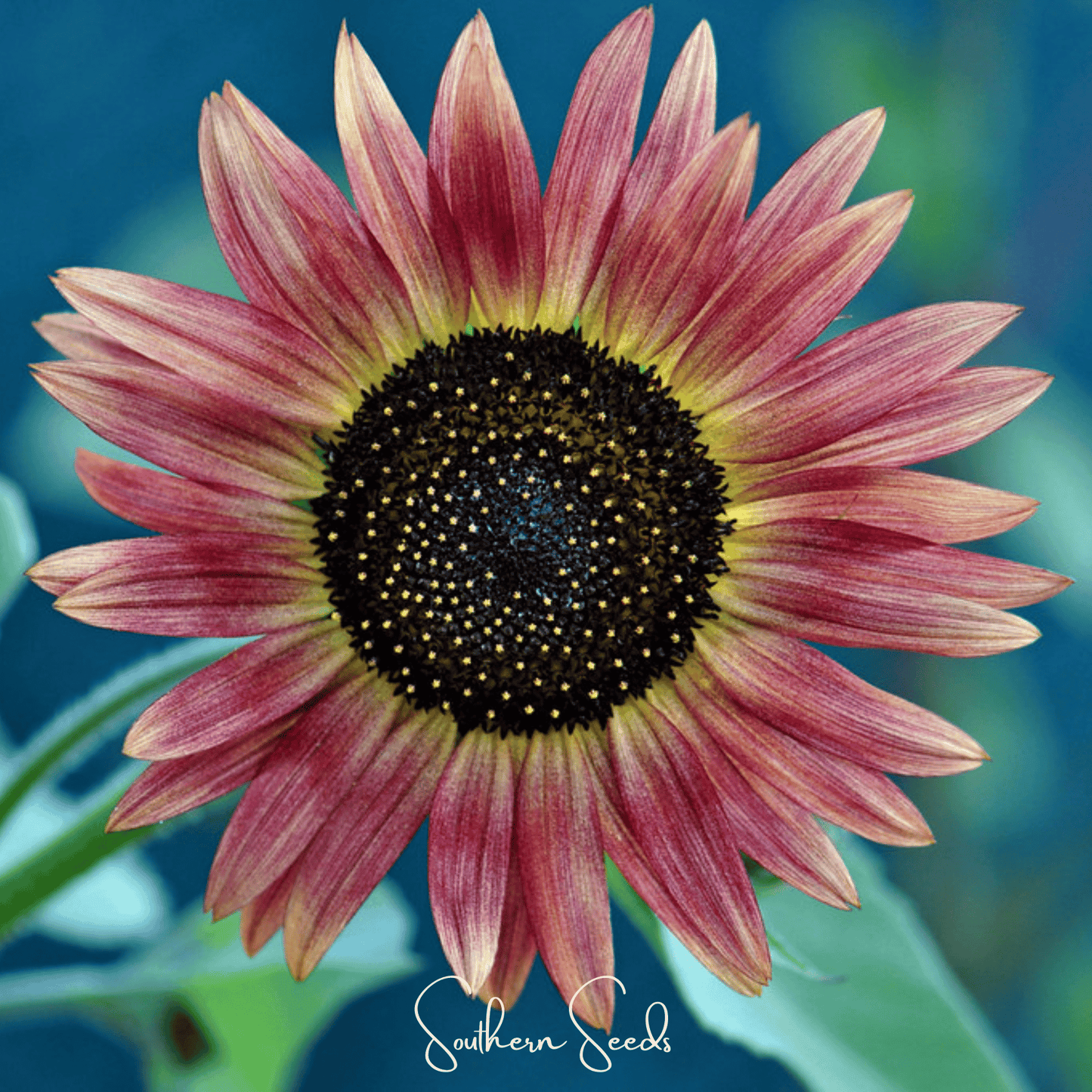 Strawberry Blonde Sunflower – 25 Seeds - - Seeds