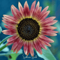 Strawberry Blonde Sunflower – 25 Seeds - - Seeds