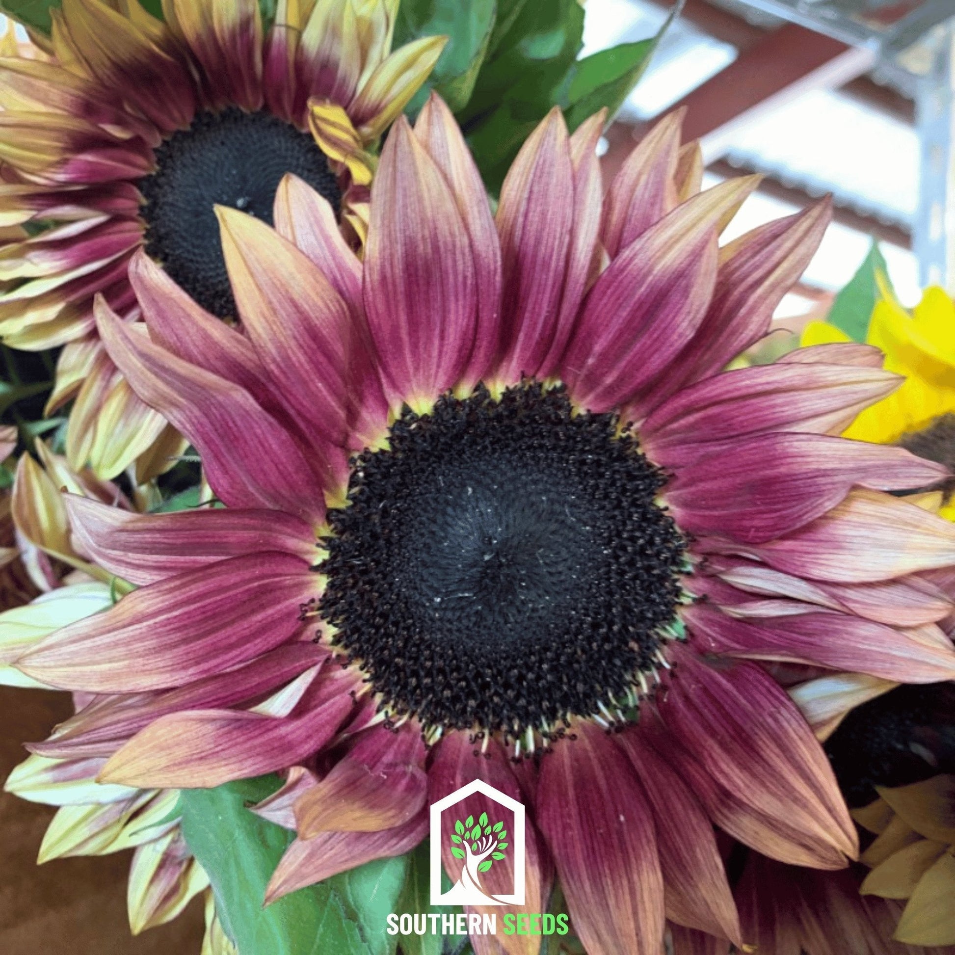 Strawberry Blonde Sunflower – 25 Seeds - - Seeds