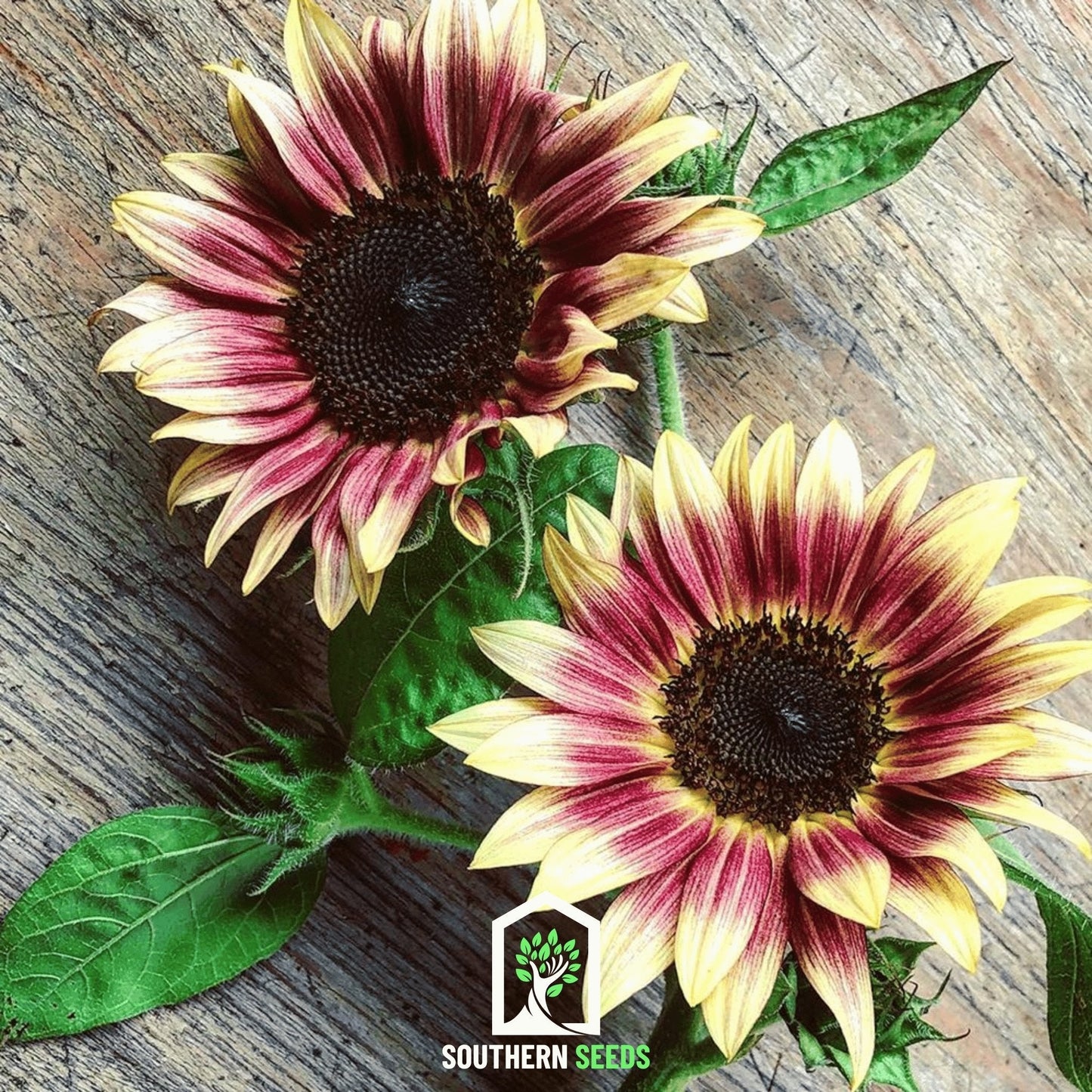 Strawberry Blonde Sunflower – 25 Seeds - - Seeds