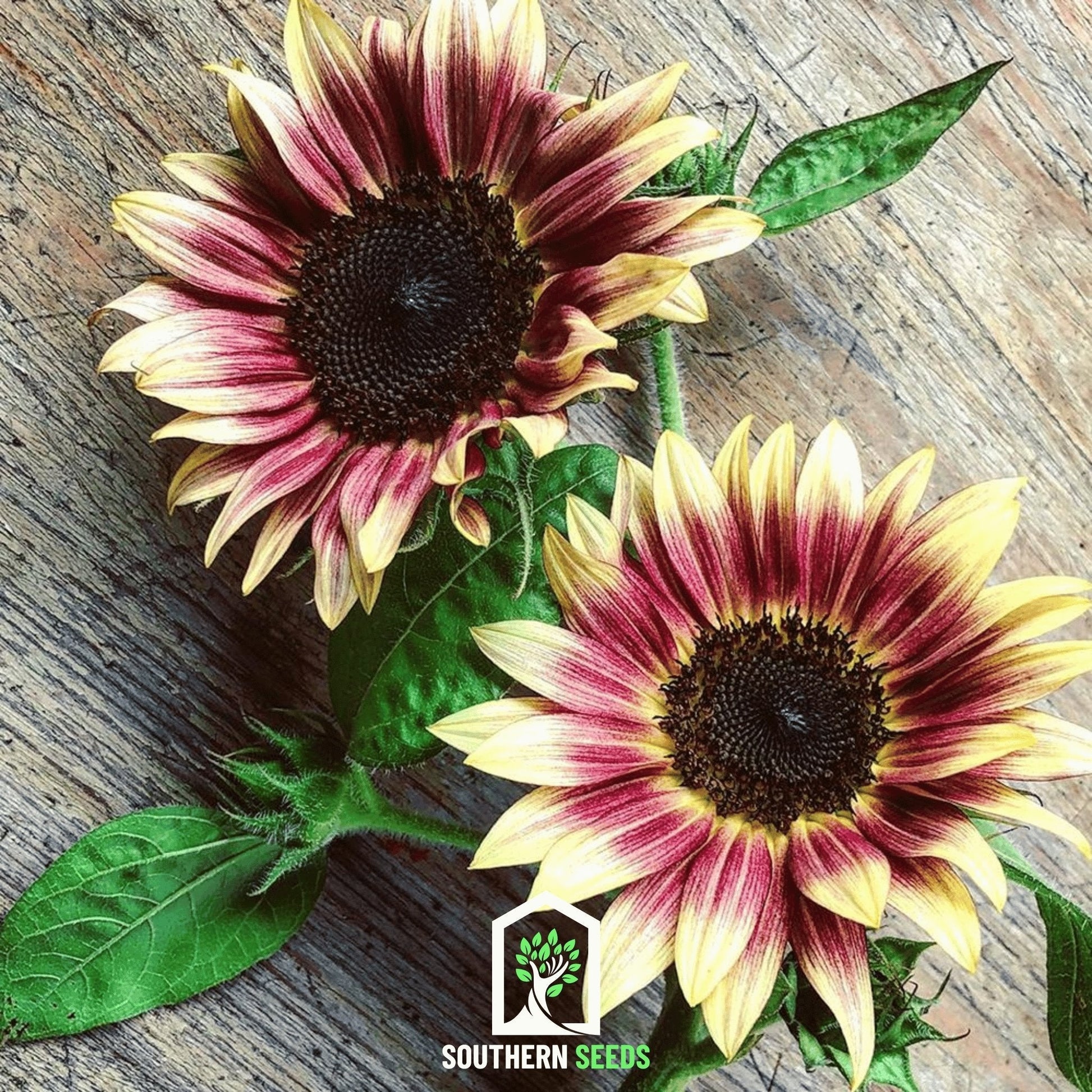 Strawberry Blonde Sunflower – 25 Seeds - - Seeds