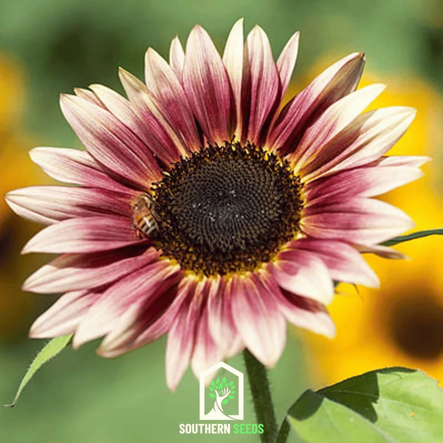 Strawberry Blonde Sunflower – 25 Seeds - - Seeds