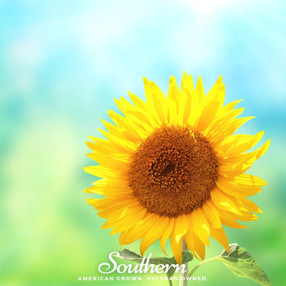 Sunspot Dwarf Sunflower – 25 Seeds - - Seeds
