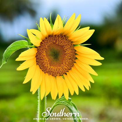 Sunspot Dwarf Sunflower – 25 Seeds - - Seeds