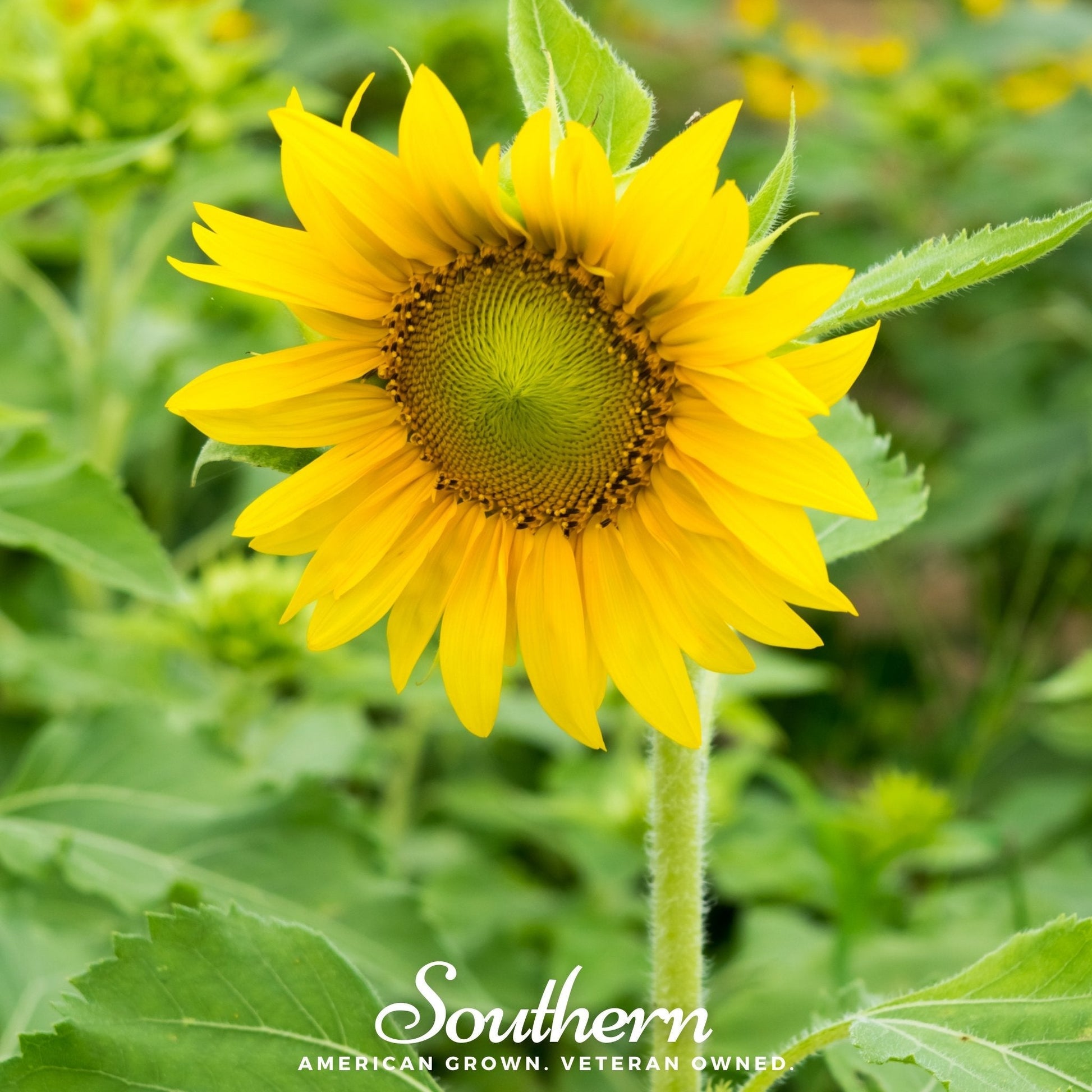 Sunspot Dwarf Sunflower – 25 Seeds - - Seeds