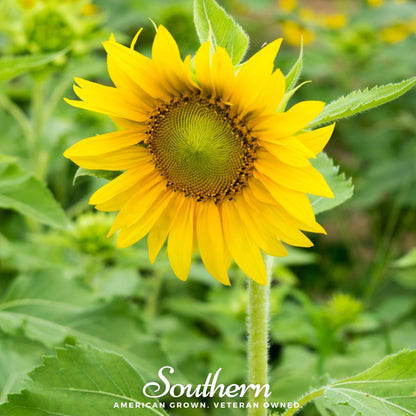 Sunspot Dwarf Sunflower – 25 Seeds - - Seeds