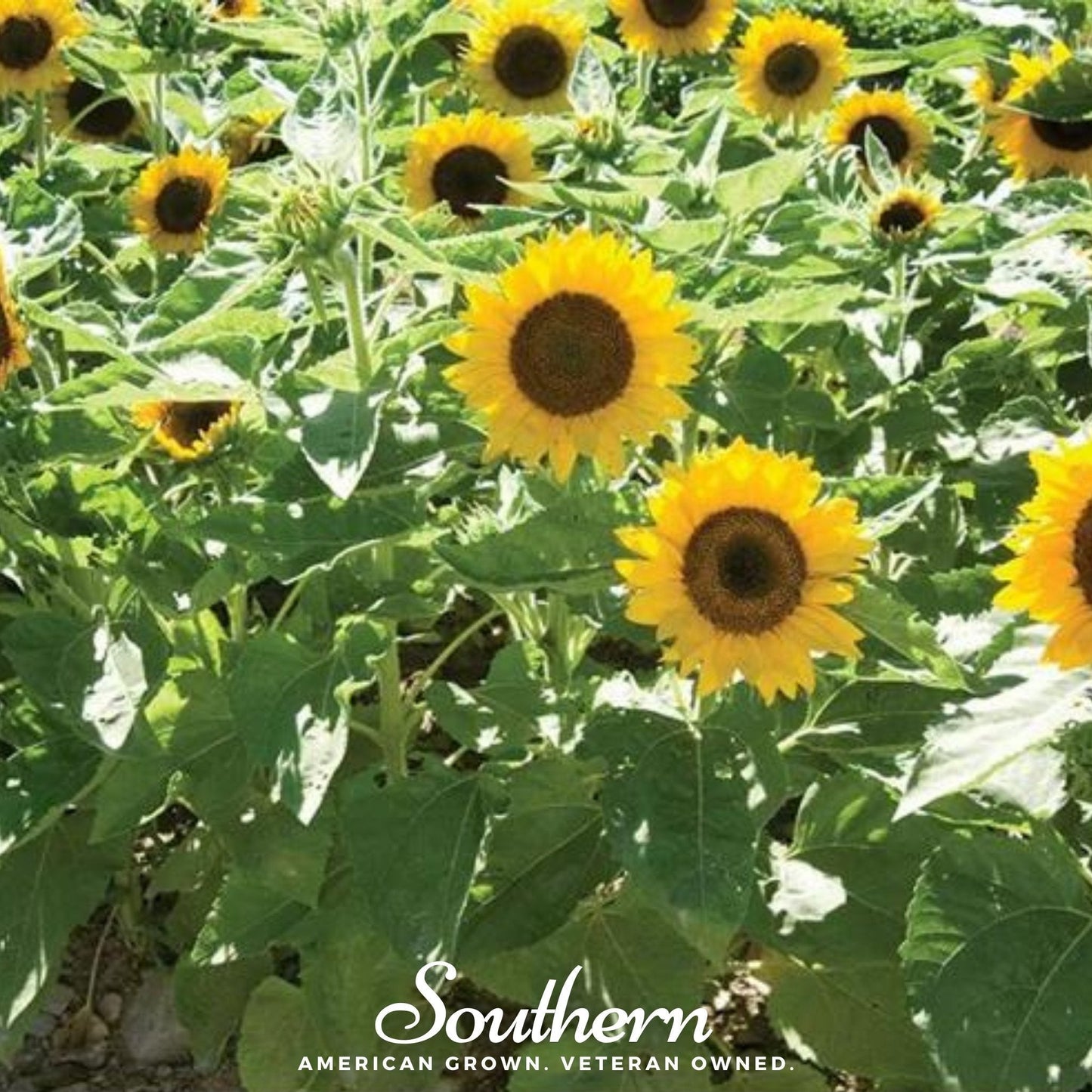Sunspot Dwarf Sunflower – 25 Seeds - - Seeds