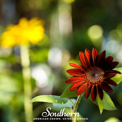Velvet Queen Sunflower – 25 Seeds - - Seeds