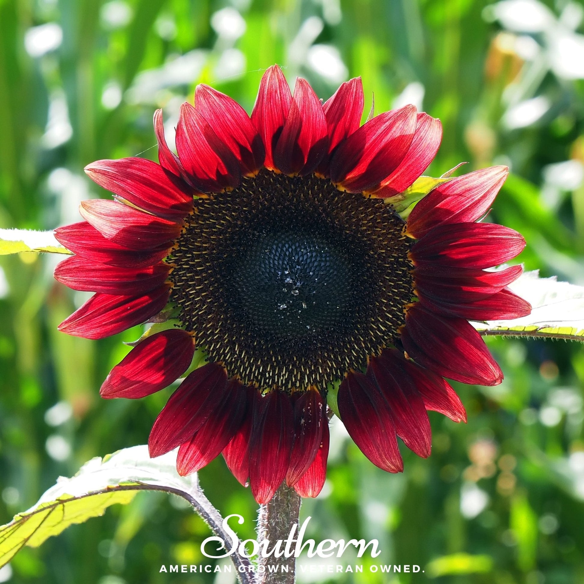 Velvet Queen Sunflower – 25 Seeds - - Seeds