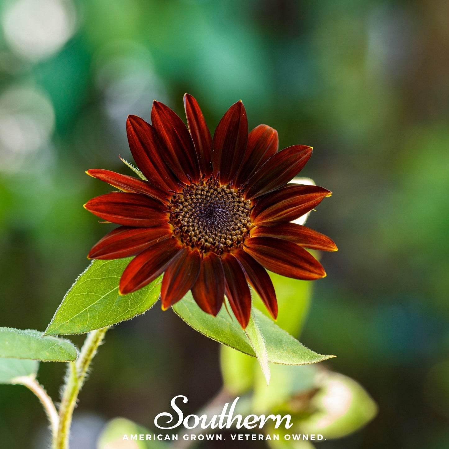 Velvet Queen Sunflower – 25 Seeds - Seeds - Seeds