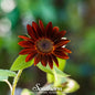 Velvet Queen Sunflower – 25 Seeds - Seeds - Seeds
