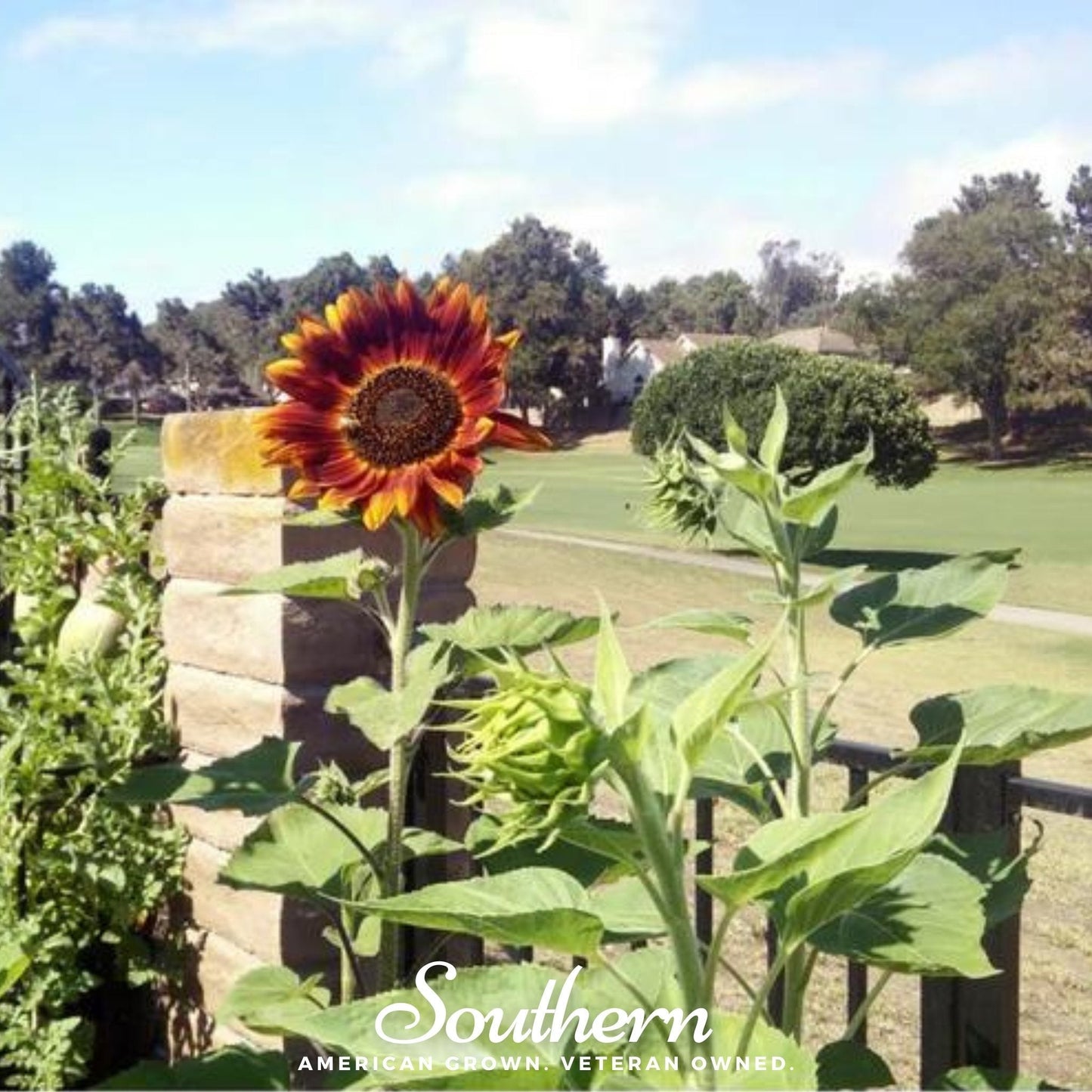 Velvet Queen Sunflower – 25 Seeds - - Seeds
