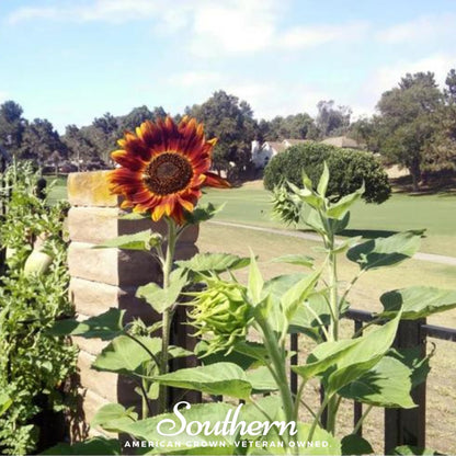Velvet Queen Sunflower – 25 Seeds - - Seeds