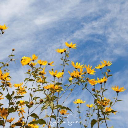 Wild Annual Sunflower – 50 Seeds - - Seeds