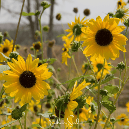 Wild Annual Sunflower – 50 Seeds - - Seeds