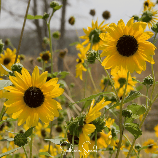 Wild Annual Sunflower – 50 Seeds - - Seeds