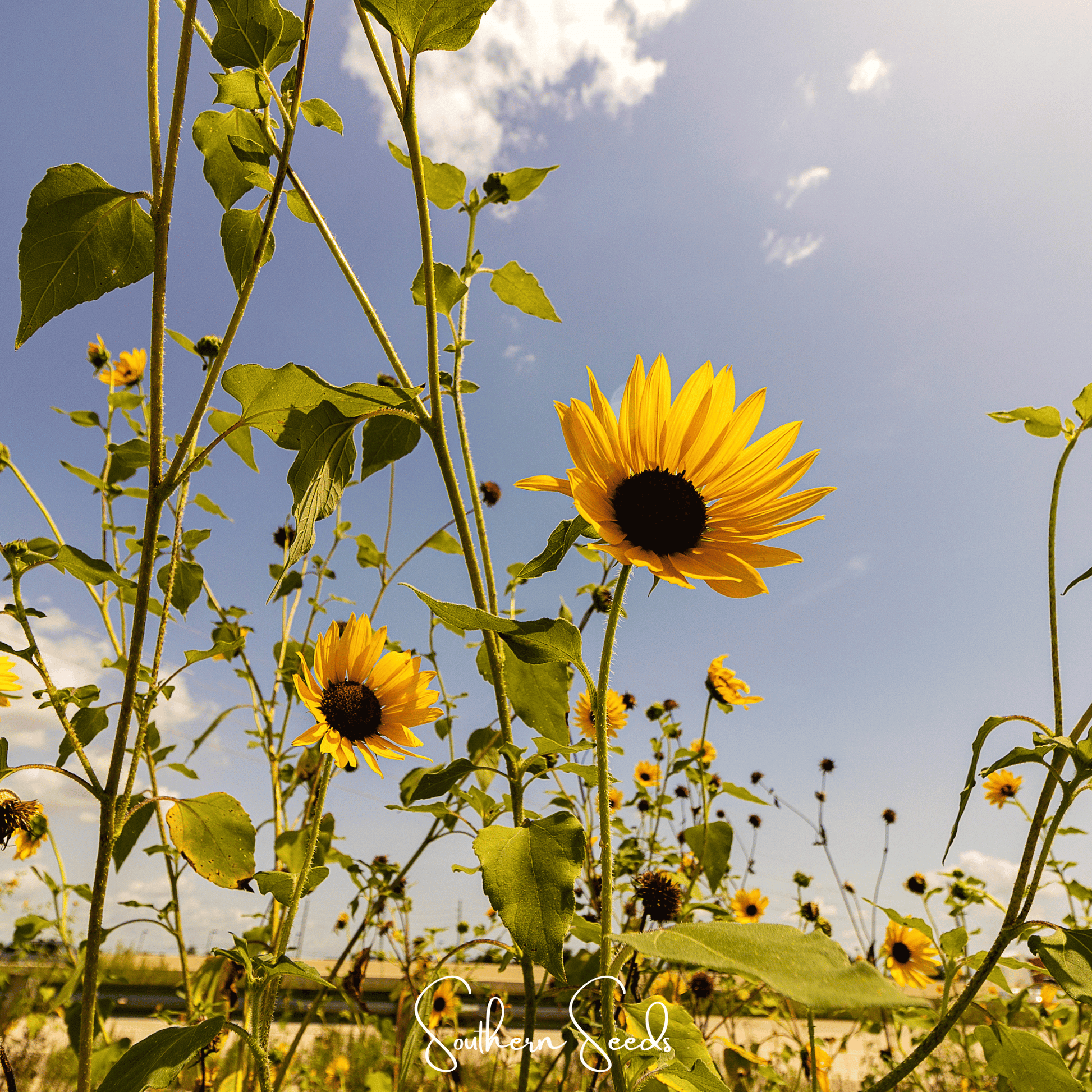 Wild Annual Sunflower – 50 Seeds - - Seeds