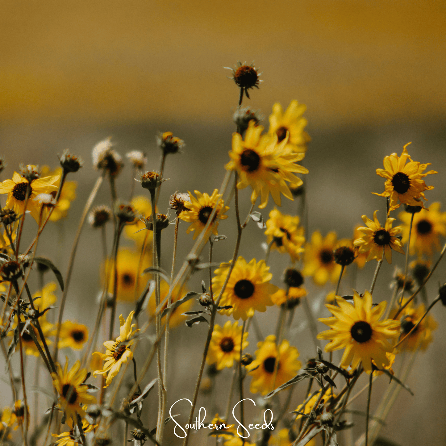 Wild Annual Sunflower – 50 Seeds - - Seeds