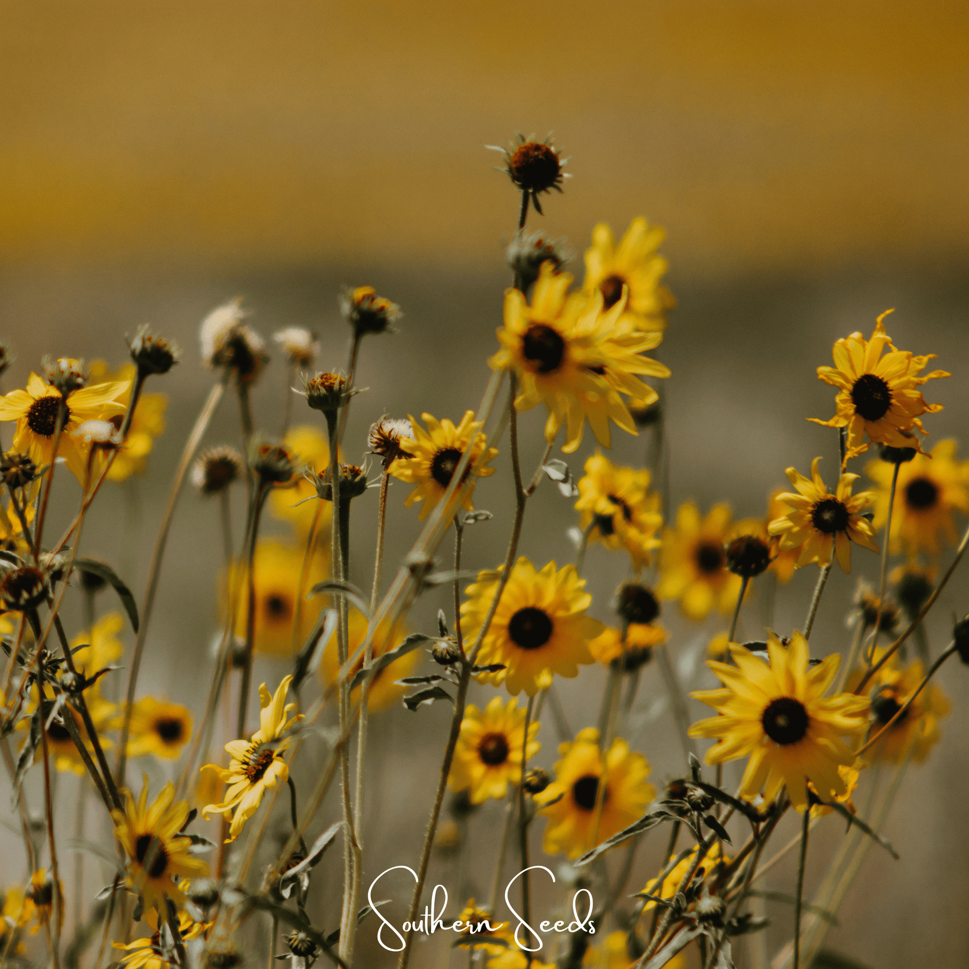 Wild Annual Sunflower – 50 Seeds - - Seeds