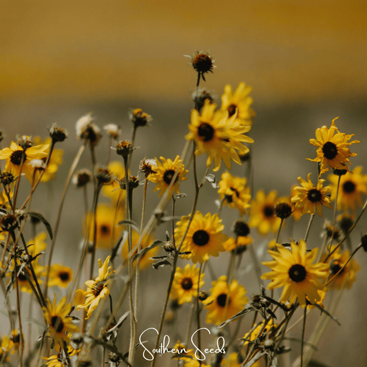 Wild Annual Sunflower – 50 Seeds - - Seeds