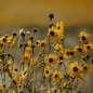 Wild Annual Sunflower – 50 Seeds - - Seeds