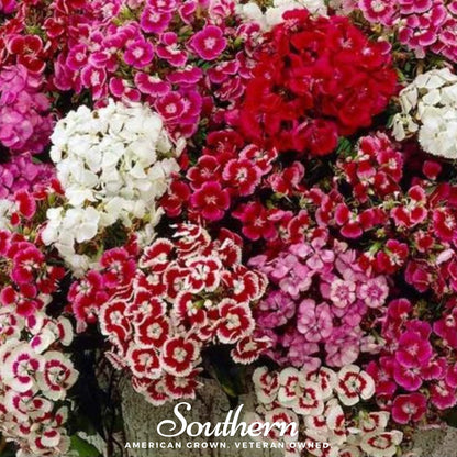 Sweet William Dianthus – 250 Seeds - - Seeds