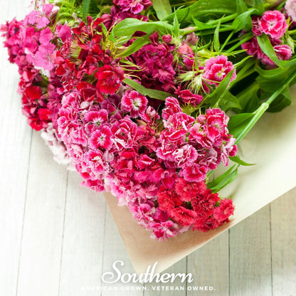 Sweet William Dianthus – 250 Seeds - - Seeds