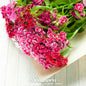 Sweet William Dianthus – 250 Seeds - - Seeds