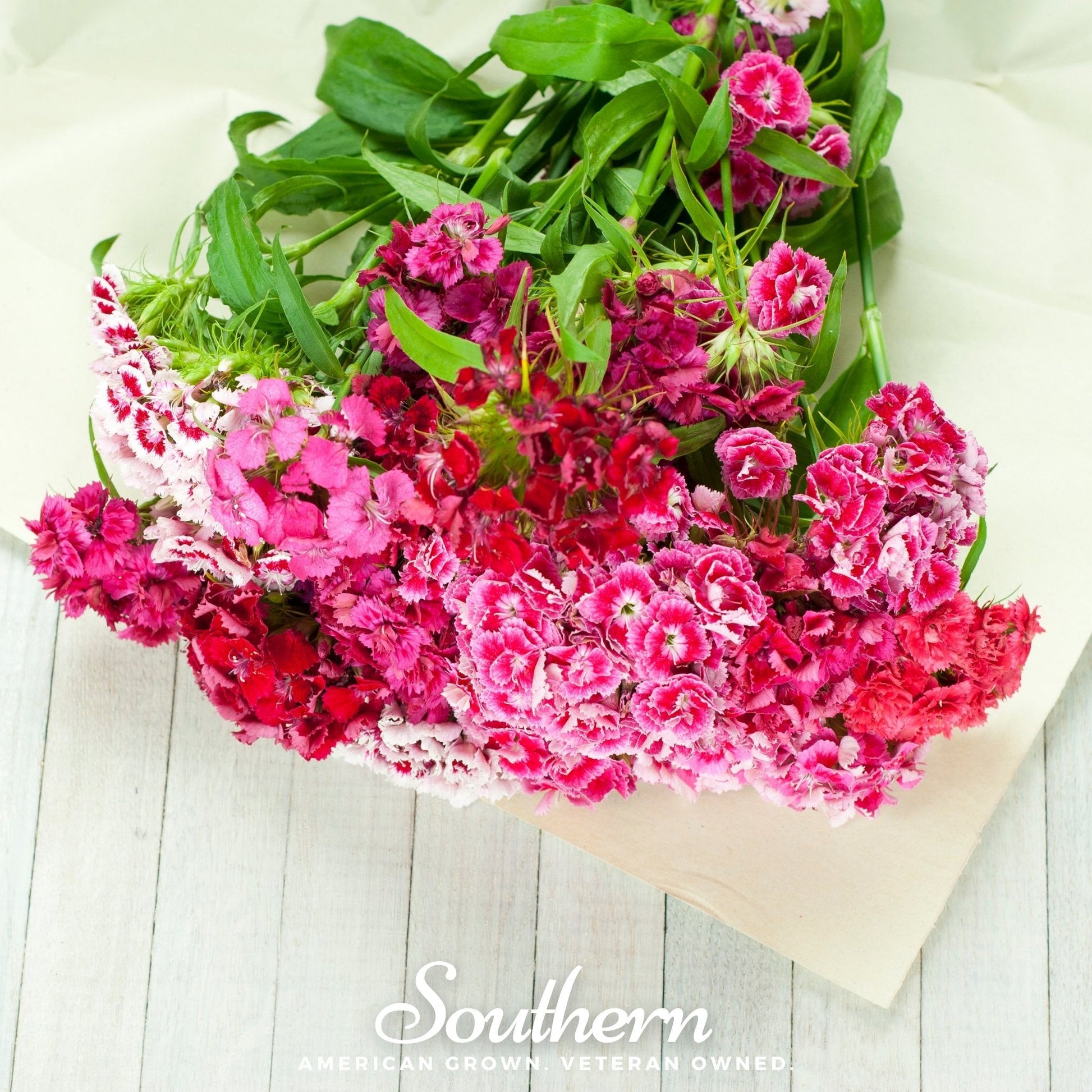Sweet William Dianthus – 250 Seeds - - Seeds