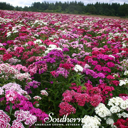 Sweet William Dianthus – 250 Seeds - - Seeds