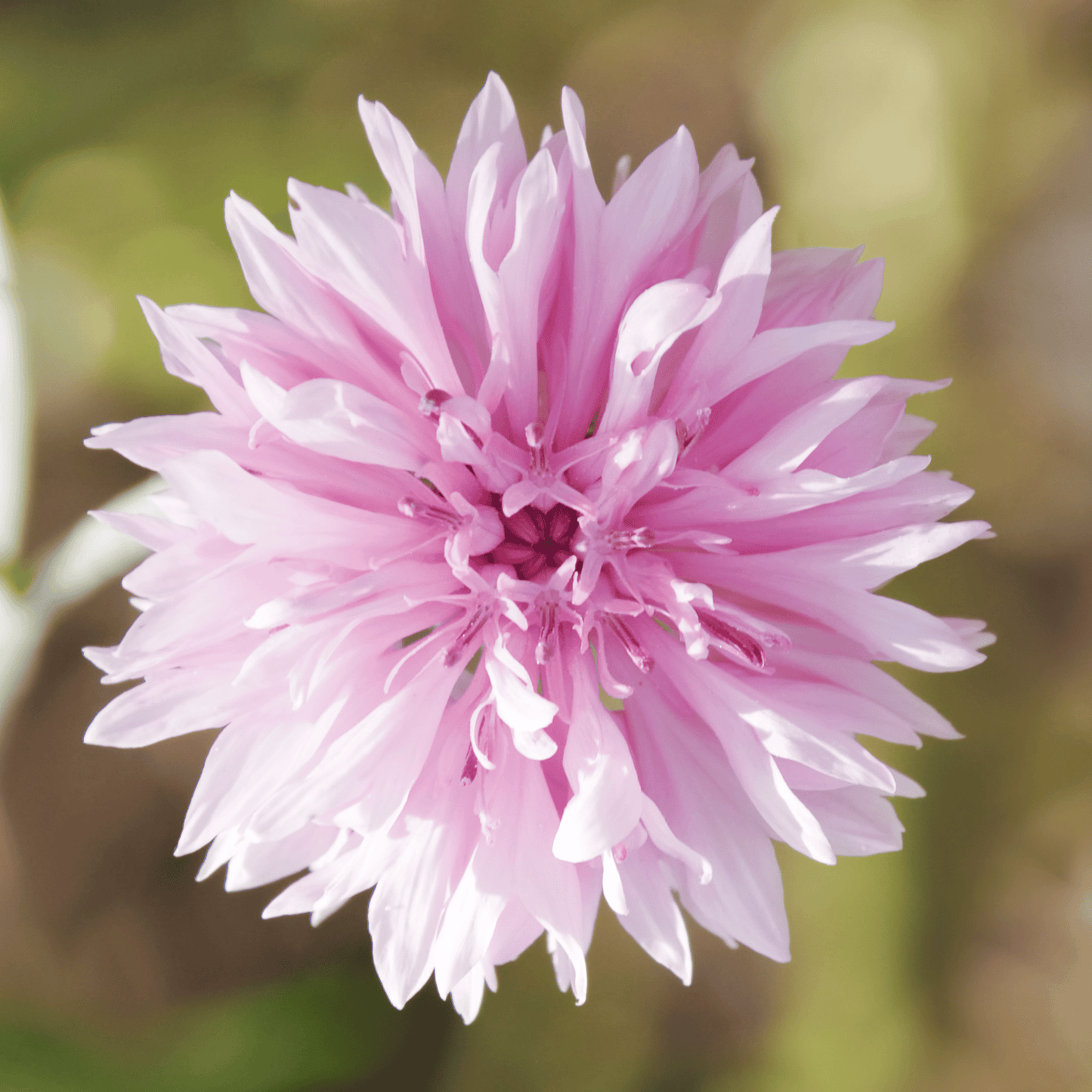 Tall Pink Cornflower - 100 Seeds - - Seeds