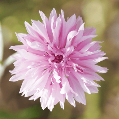 Tall Pink Cornflower - 100 Seeds - - Seeds