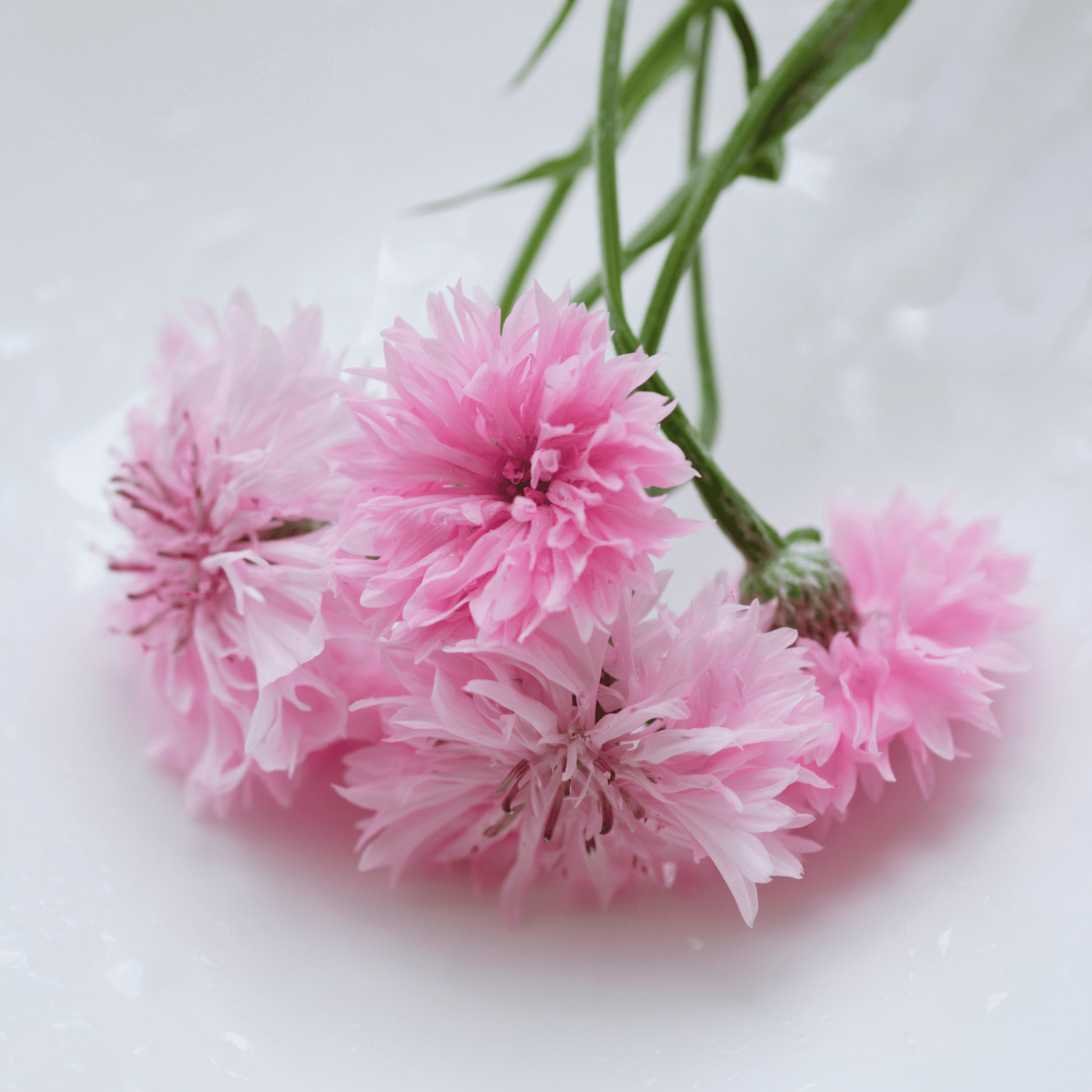 Tall Pink Cornflower - 100 Seeds - - Seeds
