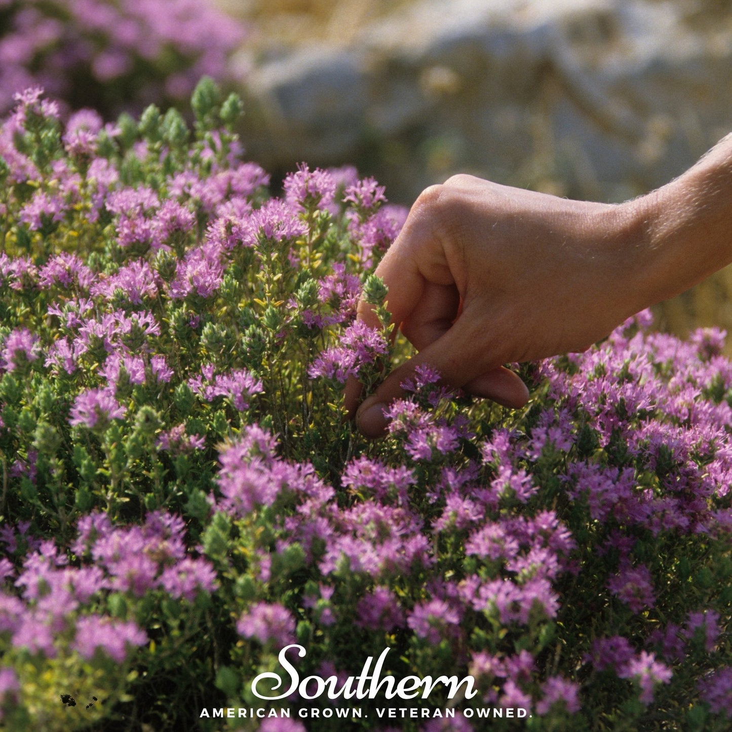 Wild Thyme – 250 Seeds - - Seeds