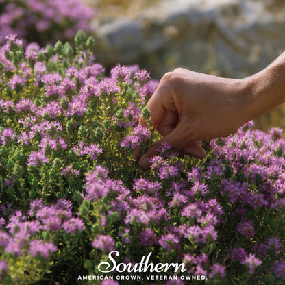 Wild Thyme – 250 Seeds - - Seeds