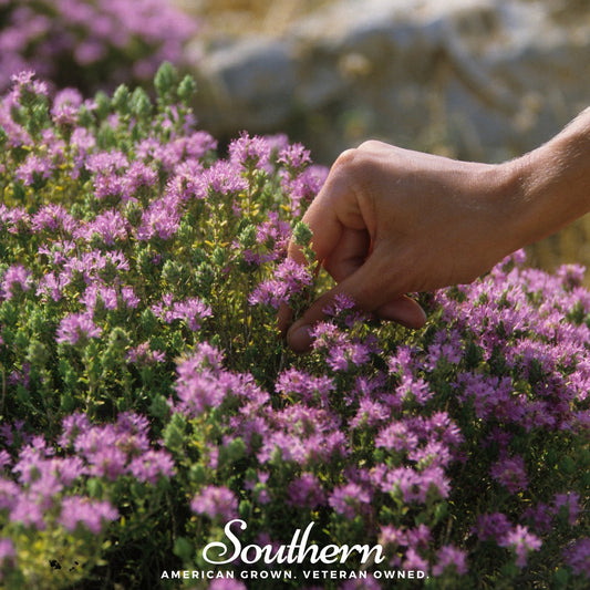 Wild Thyme – 250 Seeds - - Seeds