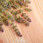 Wild Thyme – 250 Seeds - - Seeds