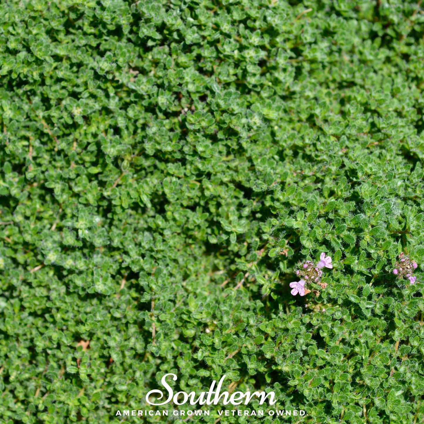 Wild Thyme – 250 Seeds - - Seeds