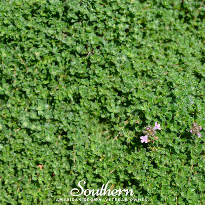 Wild Thyme – 250 Seeds - - Seeds