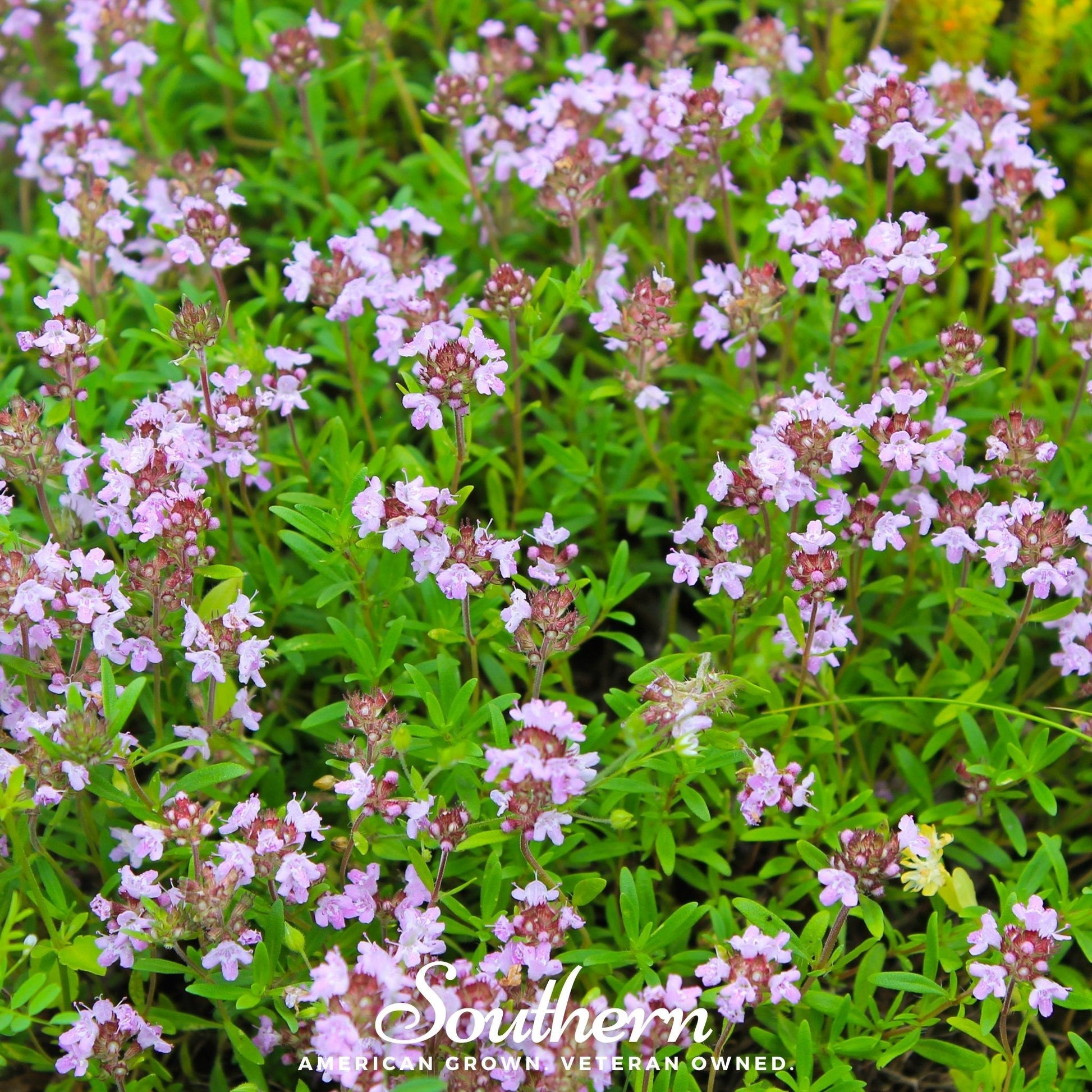 Wild Thyme – 250 Seeds - - Seeds