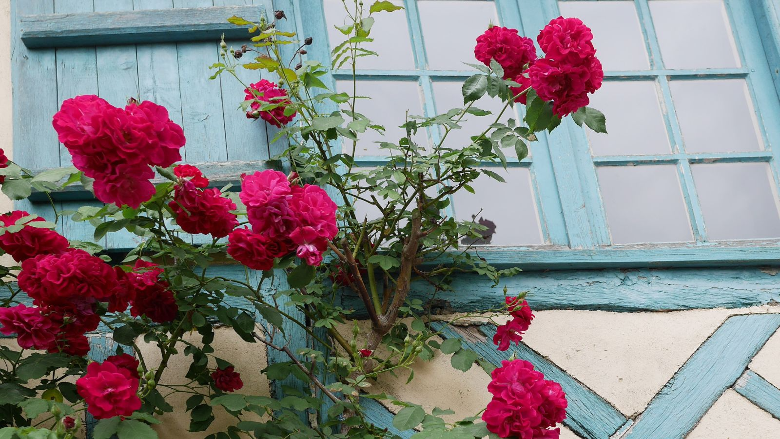 20 Red Climbing Rose Seeds - Fragrant Perennial Vine - Fast-Growing - - garden flowers