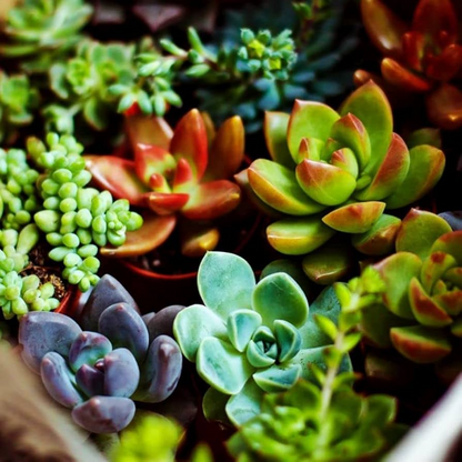 200 Rare Mixed Succulent Seeds - Colorful & Unique Echeveria, Sedum, Lithops Collection - - Seeds