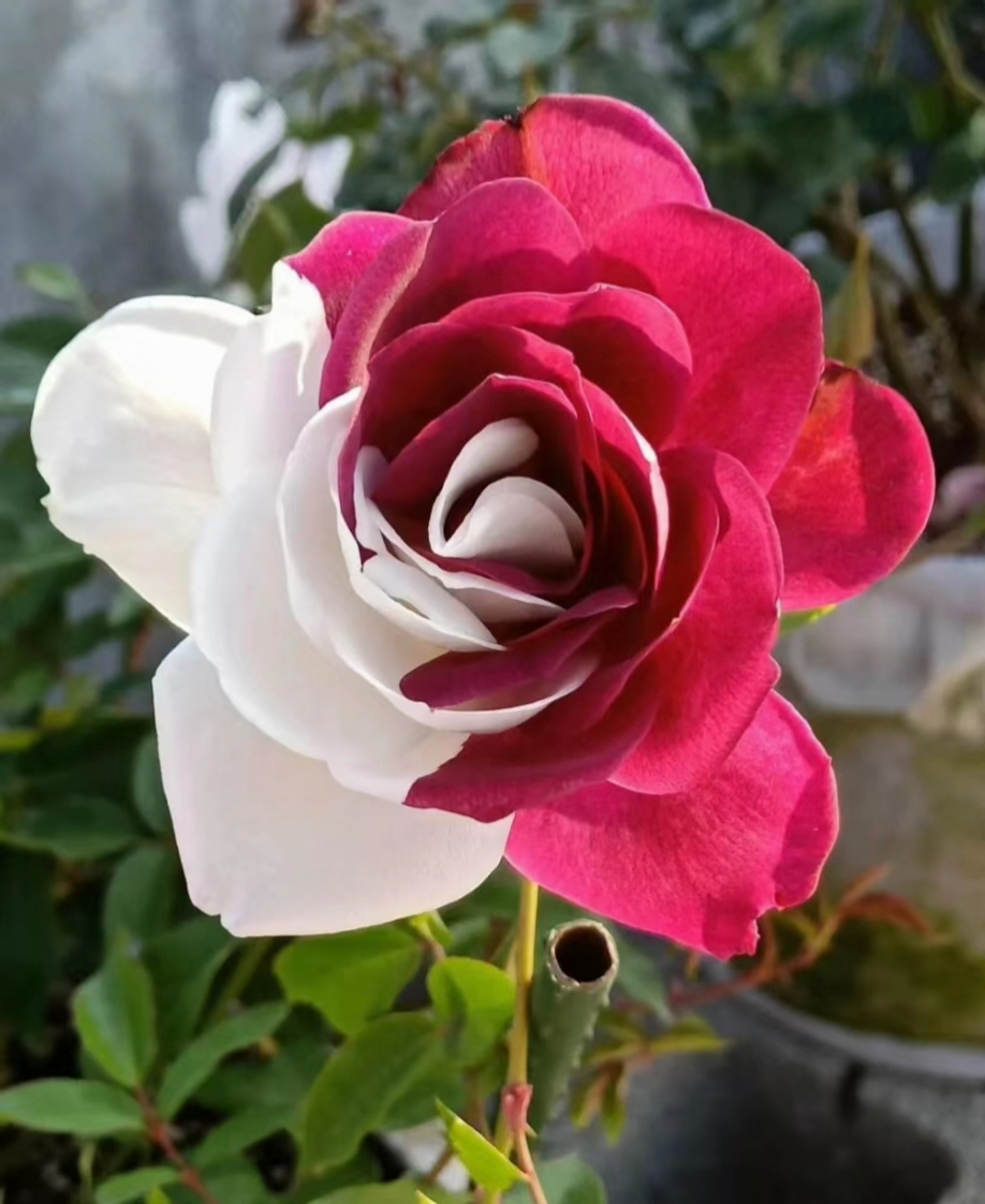 20 Red & White Rare Twin Rose Seeds - Unique Bicolor Blooms - - garden flowers