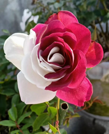 20 Red & White Rare Twin Rose Seeds - Unique Bicolor Blooms - - garden flowers