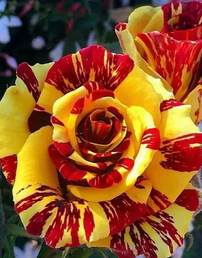 20 Dragon Tiger Rose Seeds - Rare Striped Rose Variety - Exotic Red & Yellow Blooms - - Seeds