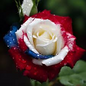20 Three-Color Rose Seeds – Unique Red, White & Blue Blooms – Heirloom Non-GMO - 20 Three-Color Rose Seeds – Unique Red, White & Blue Blooms – Heirloom, Non-GMO – Rare Garden Flower – Stunning, Easy to Grow - garden flowers