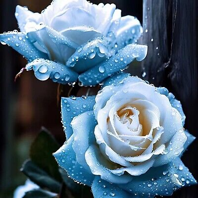 20 Broken Ice Blue Rose Seeds - - Seeds